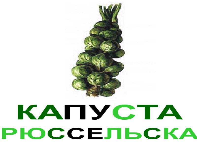 КАПУСТА БРЮССЕЛЬСКАЯ